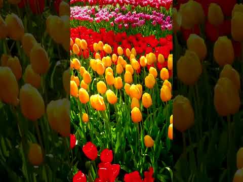 Unveiling Keukenhof Gardens: A Floral Paradise in the Netherlands! #shorts #amazingfacts #funfacts
