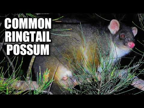 Common Ringtail Possum 💍 Facts Animal Fact Files