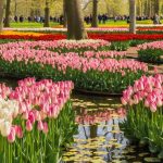 The Hidden Wonders of Keukenhof: A Floral Paradise Unveiled